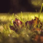 4 czynności, które należy wykonać w ogrodzie jesienią-sprawdź, czy już je zrobił